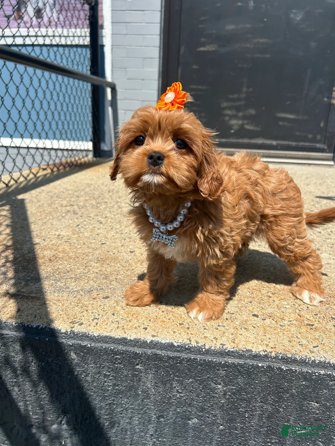 Mixed Breed dogs for sale: Mixed Breed 2 - Ad 1