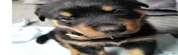 Rottweiler dogs for sale: Kaiser - Ad 3