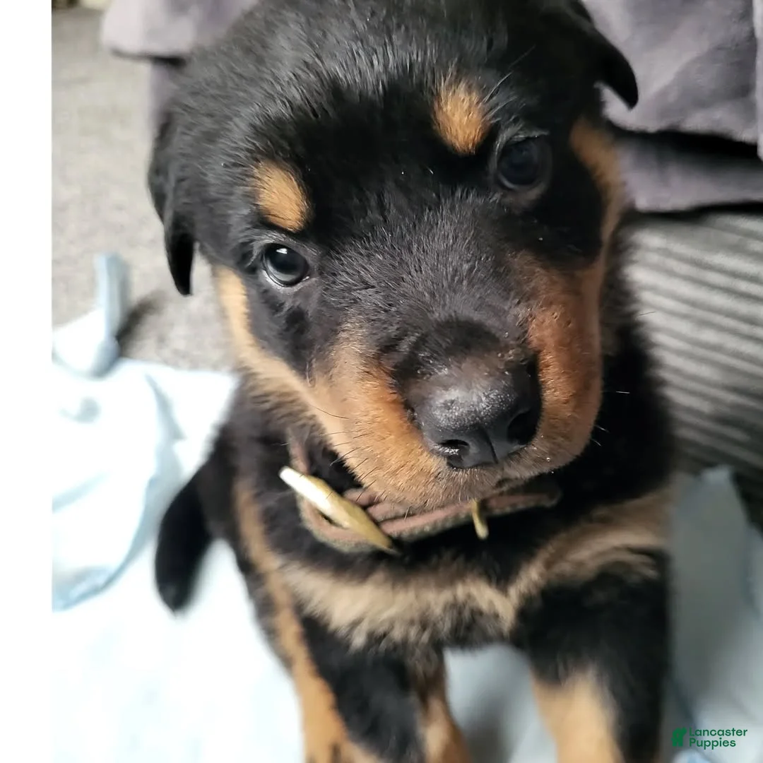 Rottweiler dogs for sale: Kaiser - Ad 3