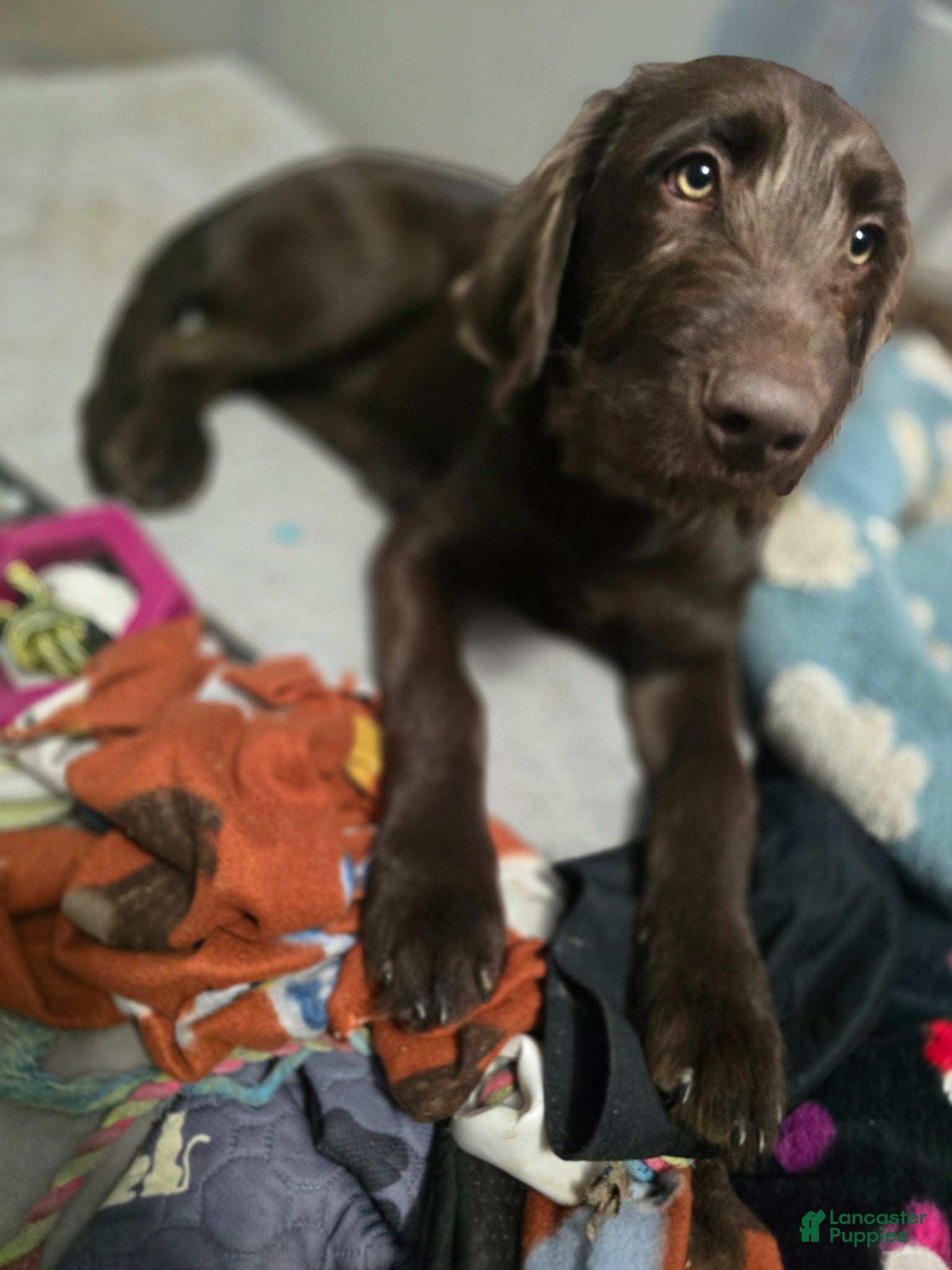 Labradoodle dogs Moose - Ad 2