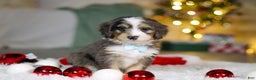 Mini Bernedoodle dogs for sale: Brady - Ad 3