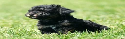 Havapoo dogs for sale: Tinker - Ad 7