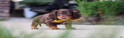 Miniature Dachshund dogs for sale: Lennon - Ad 5