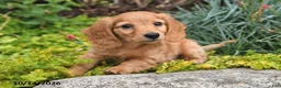 Miniature Dachshund dogs for sale: Pumpkin - Ad 3