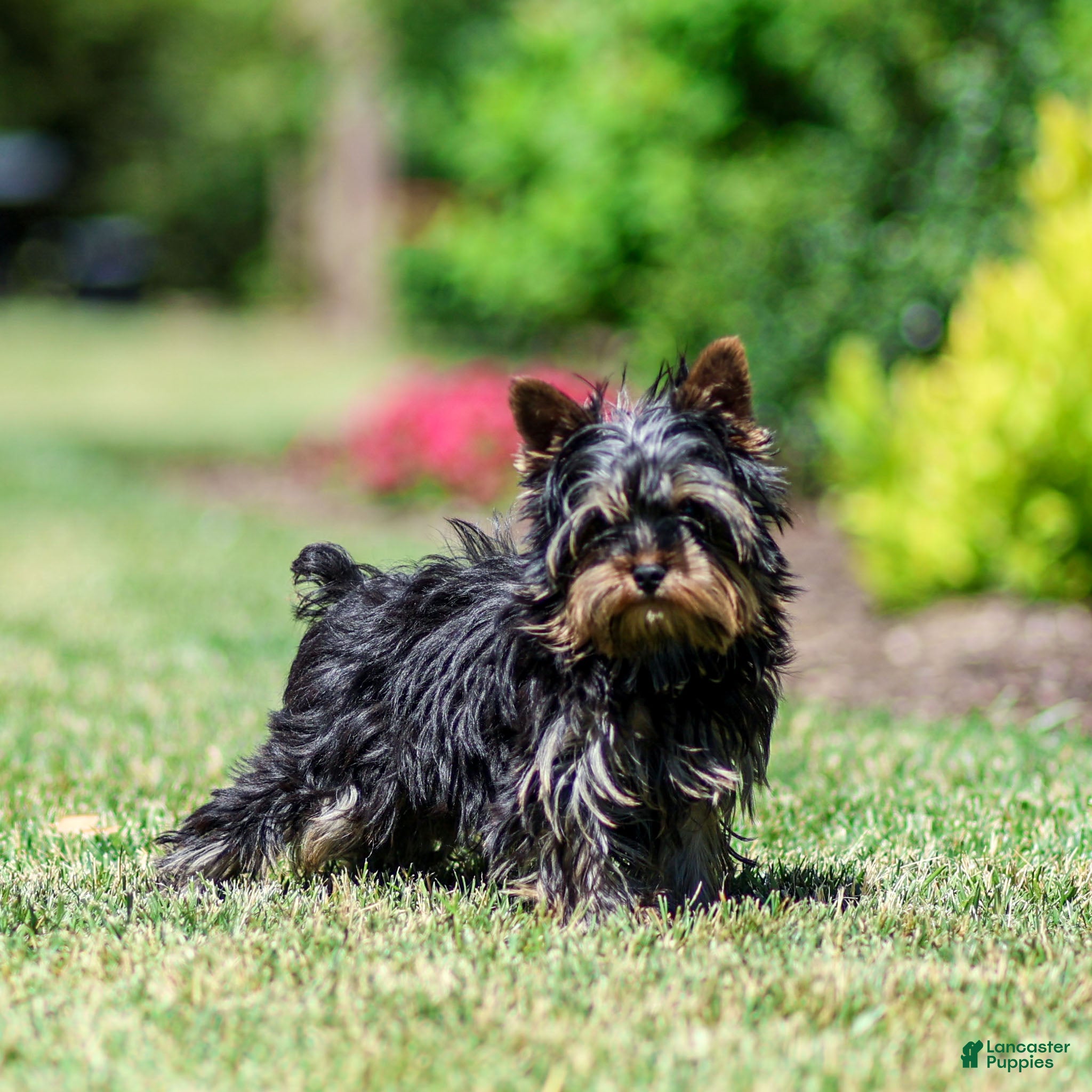 Yorkshire Terrier dogs Willy Yorkshire Terrier Puppy  - Ad 1