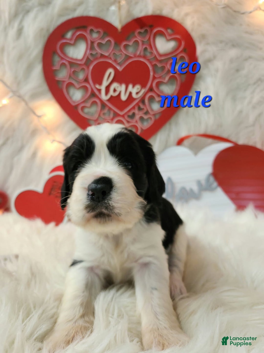 English Springer Spaniel dogs for sale: Leo - Ad 1
