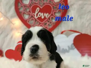English Springer Spaniel dogs Leo - Ad 4