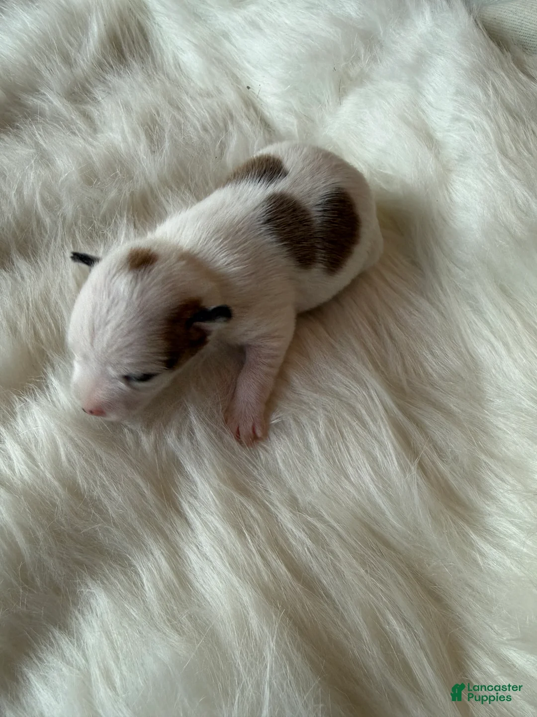 Chihuahua dogs for sale: Chihuahua Puppy 2 - Ad 2