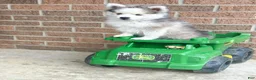 Pomsky dogs for sale: Rascal  - Ad 15