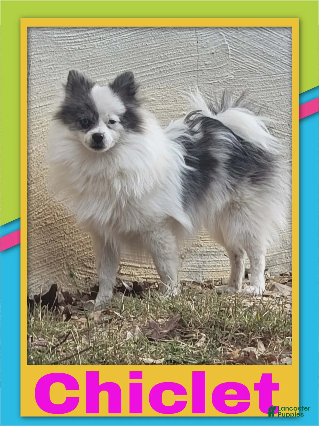 Pomeranian dogs for sale: Pomeranian Puppy Boy - Ad 2