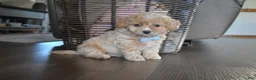 Cavapoochon dogs for sale: Rascal - Ad 3