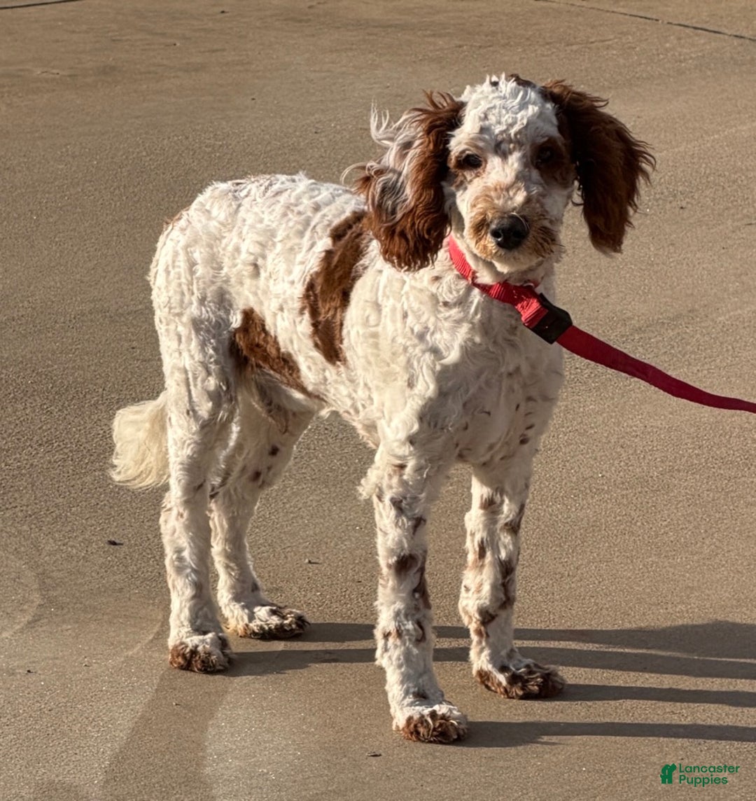 Mini Goldendoodle dogs for sale: Buster - Ad 2