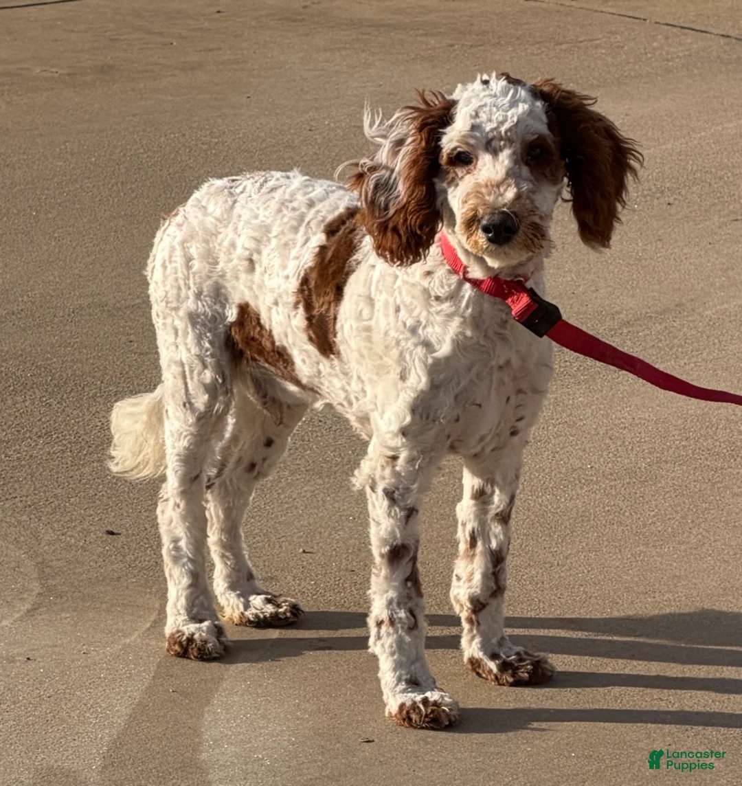 Mini Goldendoodle dogs for sale: Buster - Ad 2