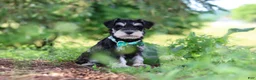 Miniature Schnauzer dogs for sale: Jack - Ad 5