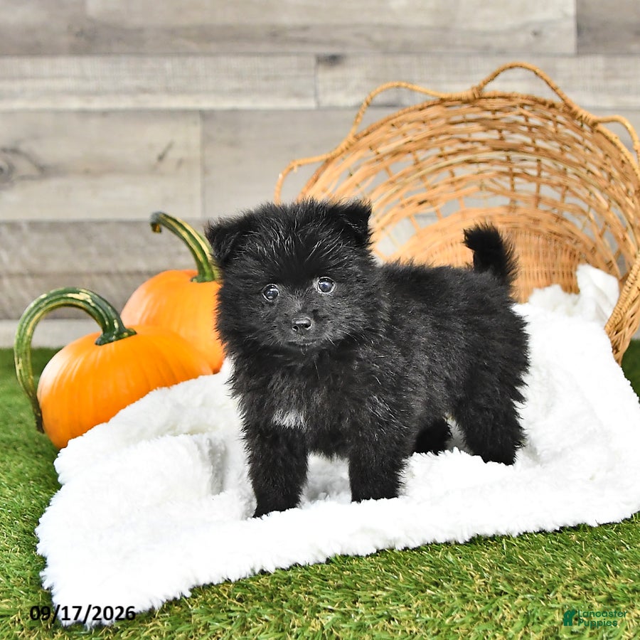 Pomeranian dogs Nicholas - Ad 2