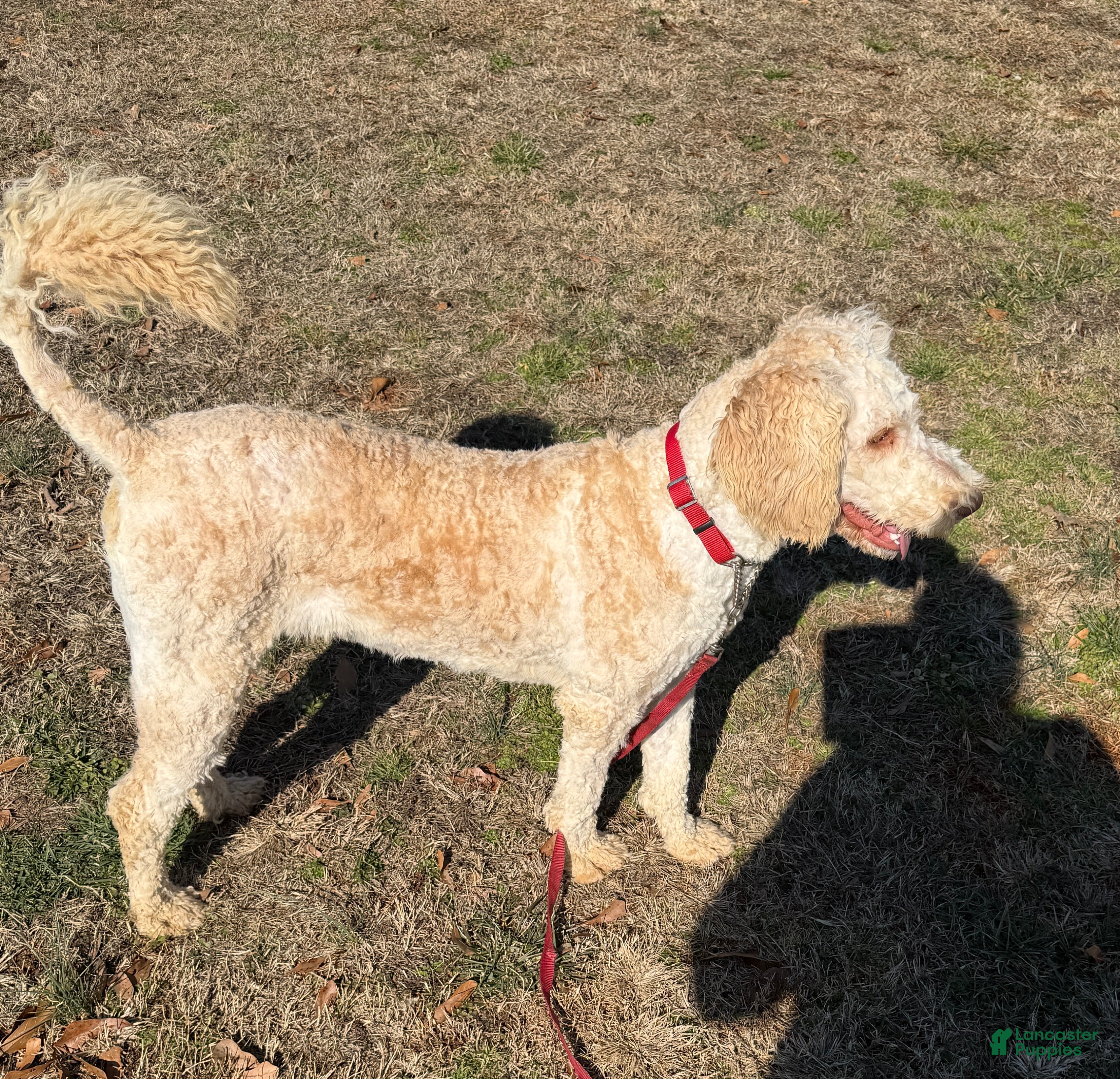 Labradoodle dogs Labradoodle Waffles - Ad 41