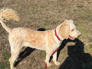 Labradoodle dogs Labradoodle Waffles - Ad 41