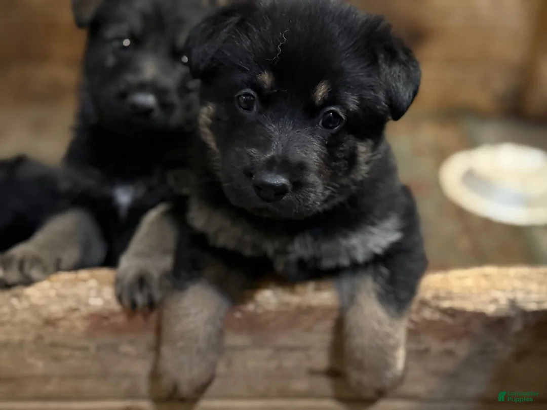 German Shepherd dogs for sale: German Shepherd Puppy 1 - Ad 13