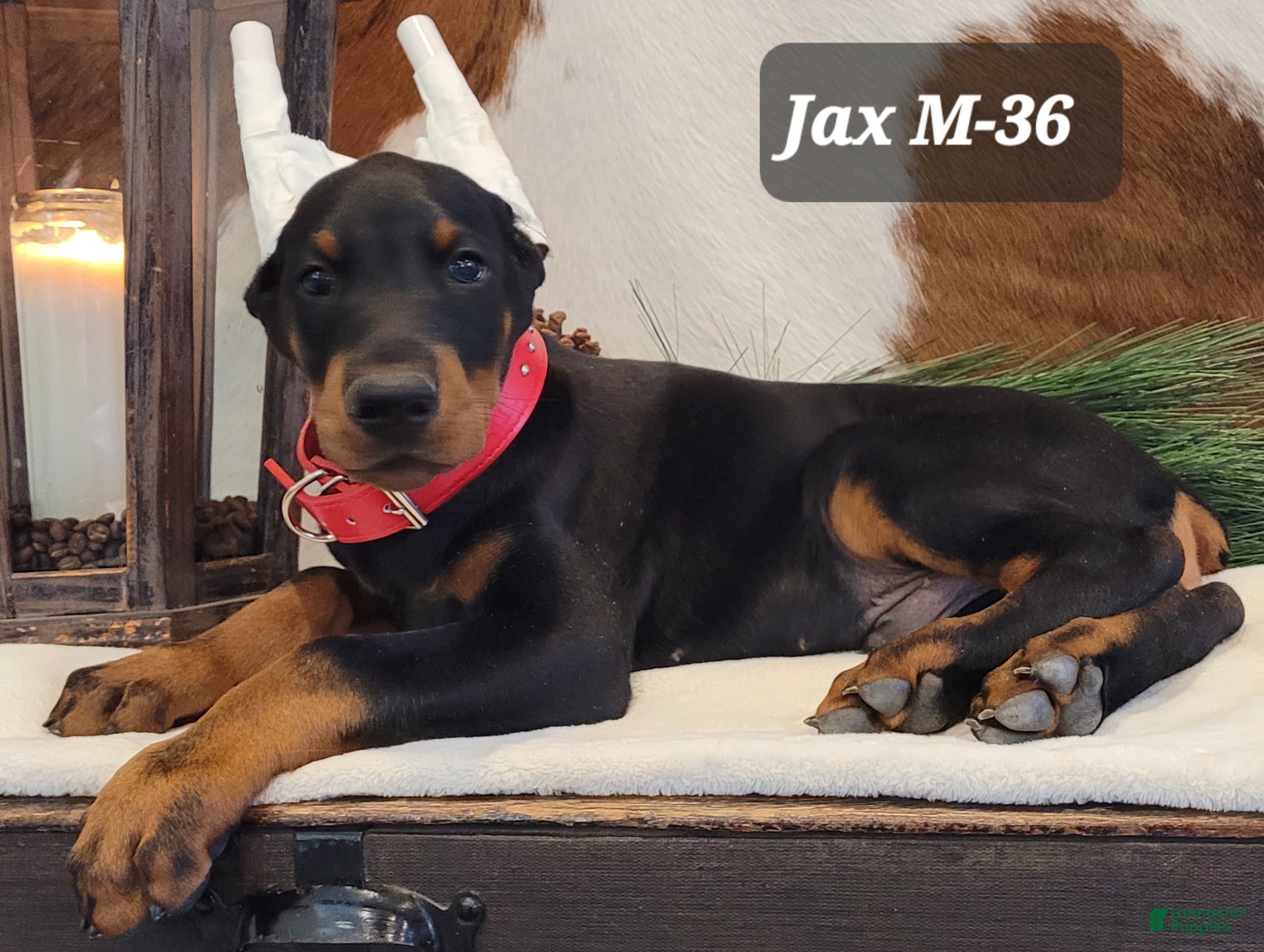 Doberman Pinscher dogs JAX - Ad 1