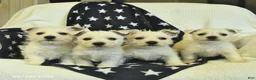 West Highland Terrier dogs for sale: Lily  - Ad 5