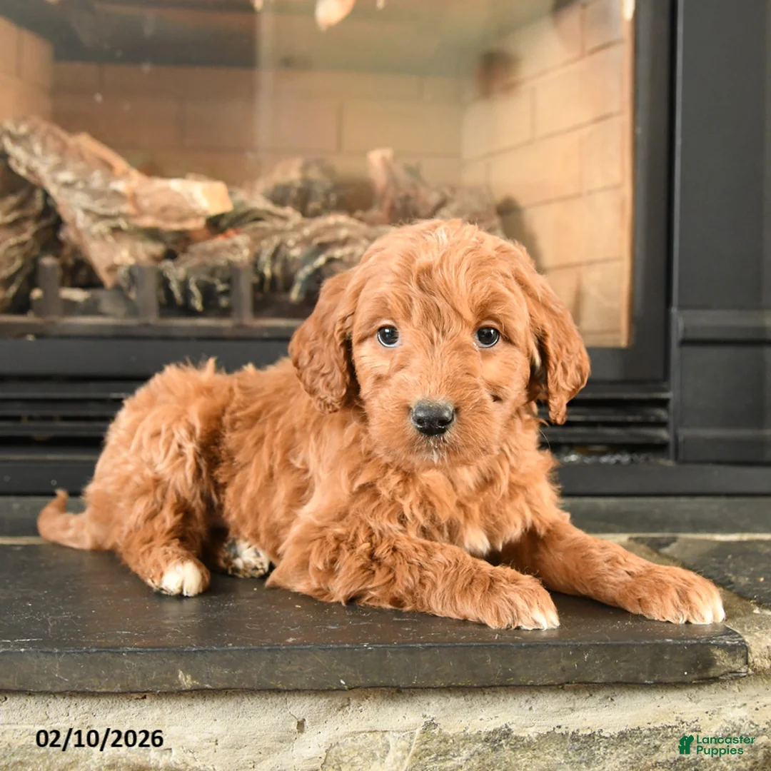 Mini Goldendoodle dogs for sale: Pooh - Ad 2