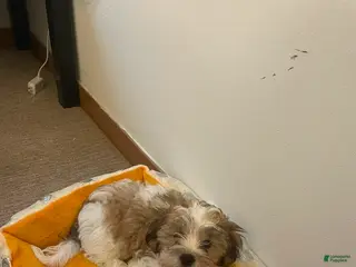 Shihpoo dogs Shihpoo Puppy 1 - Ad 21