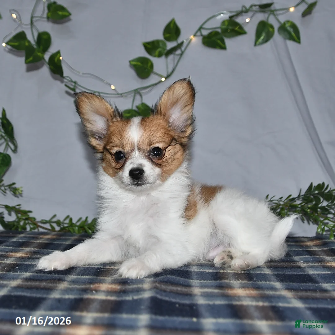 Papillon dogs for sale: Nipper - Ad 14