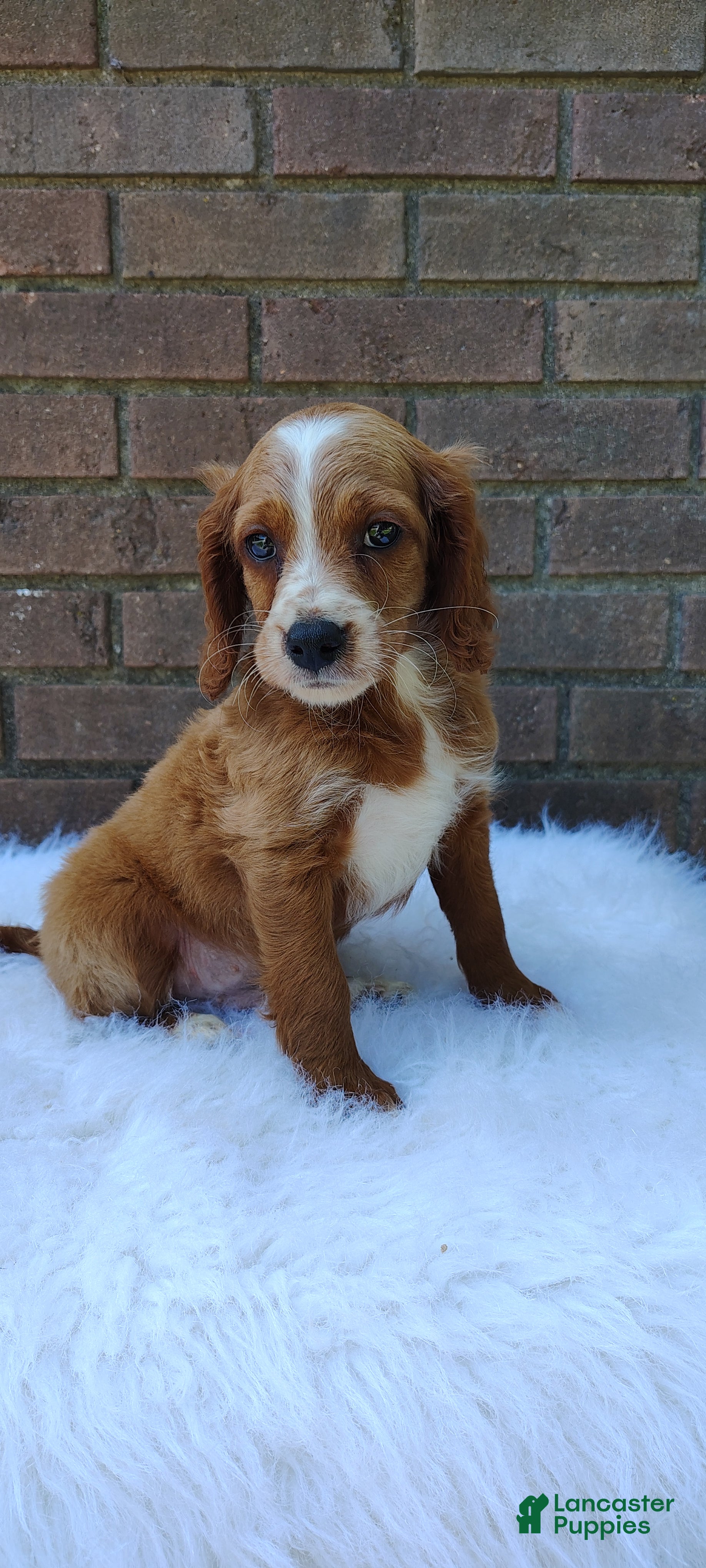 Irish Doodle dogs Diesel - Ad 1