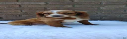 Irish Doodle dogs for sale: Diesel - Ad 1