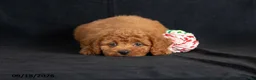 Mini Goldendoodle dogs for sale: Denise - Ad 3