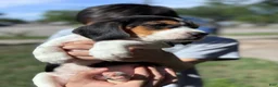 Beagle dogs for sale: Princess 💗 - Ad 9