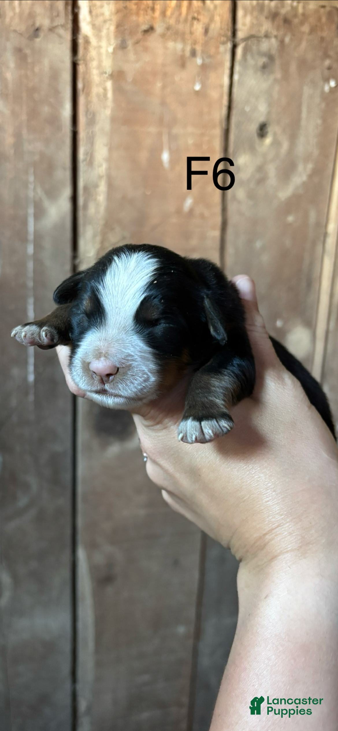 Bernese Mountain Dog dogs Bernese Mountain Dog f6 - Ad 1