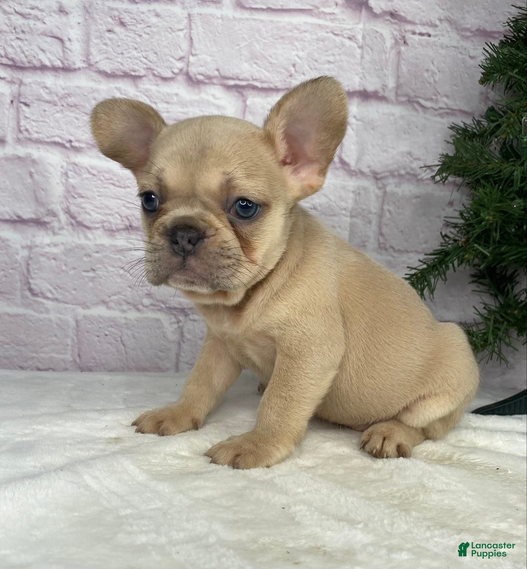 French Bulldog dogs for sale: Sady - Ad 6
