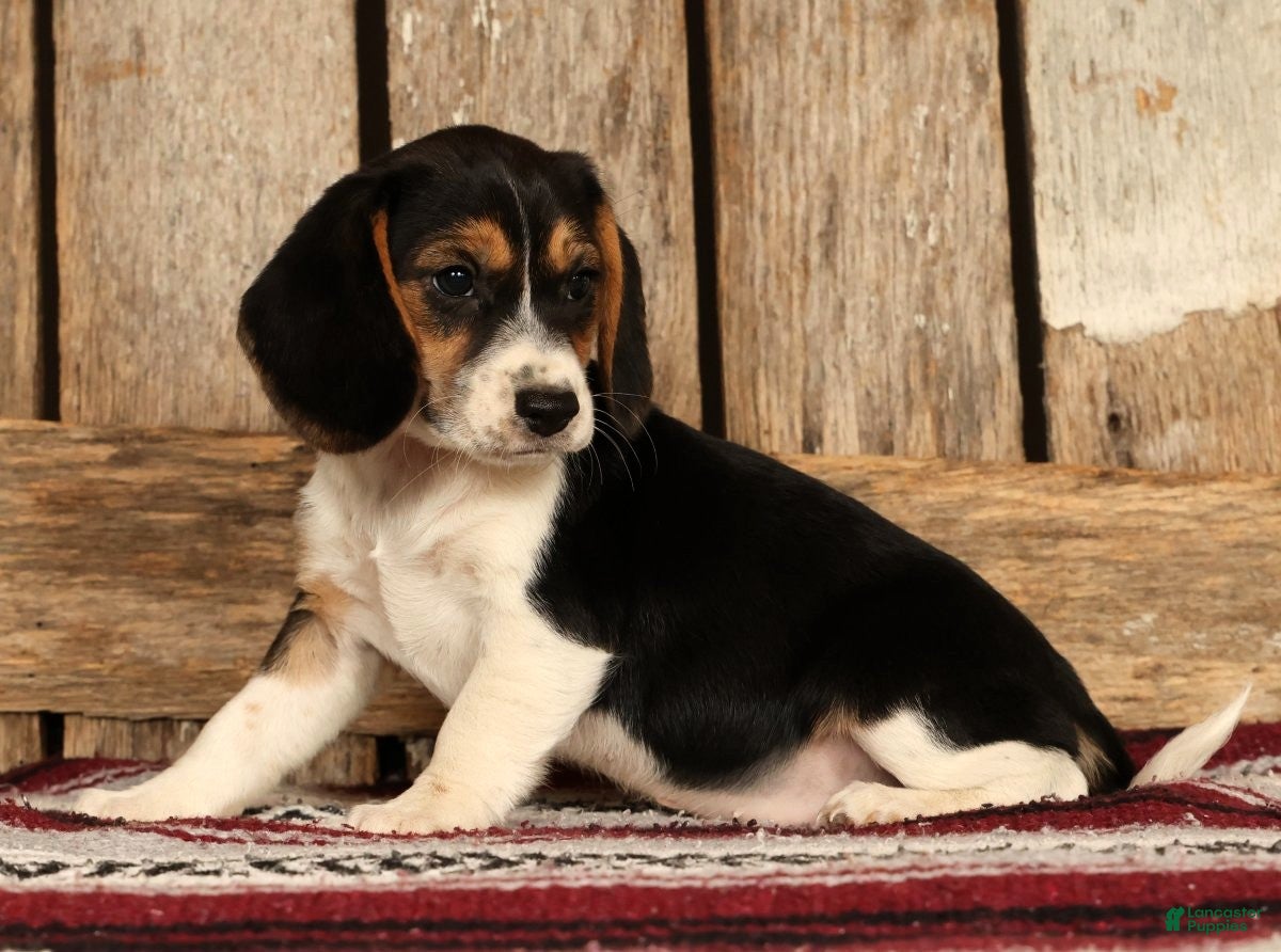 Beagle dogs for sale: Crystal - Ad 2