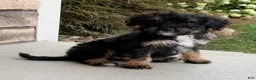 Bernedoodle dogs for sale: Remi - Ad 5