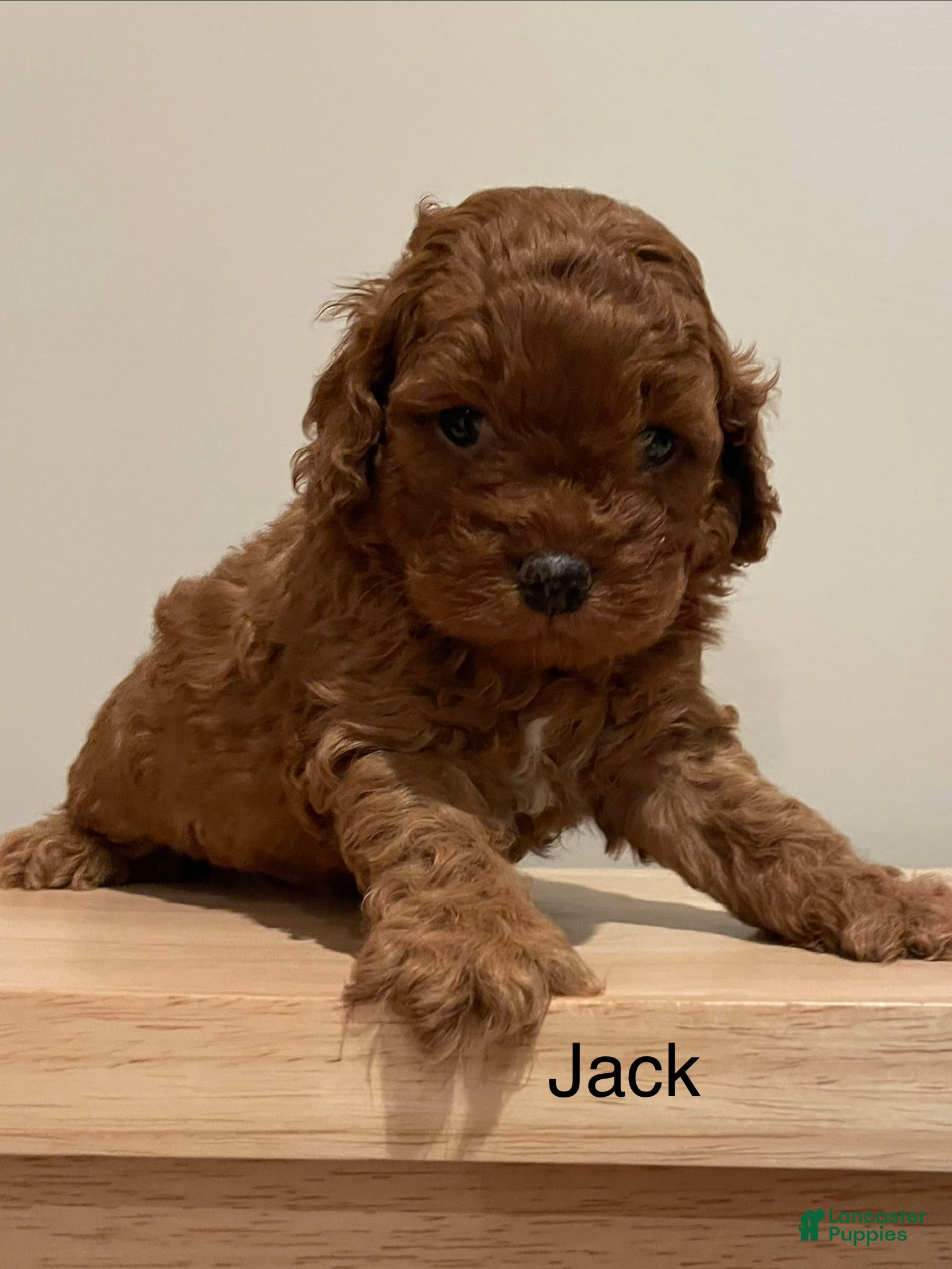 Cockapoo dogs Jack - Ad 2