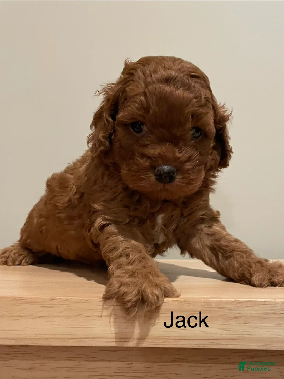 Cockapoo dogs for sale: Jack - Ad 2