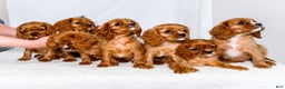 Cavalier King Charles Spaniel dogs for sale: Candy Cane - Ad 12