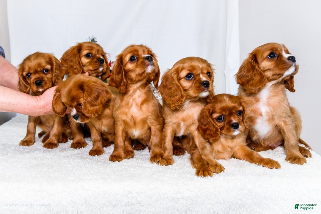 Cavalier King Charles Spaniel dogs for sale: Candy Cane - Ad 12
