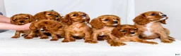 Cavalier King Charles Spaniel dogs for sale: Gingersnap - Ad 13