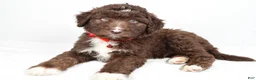 Mini Aussiedoodle dogs for sale: Shadow - Ad 2