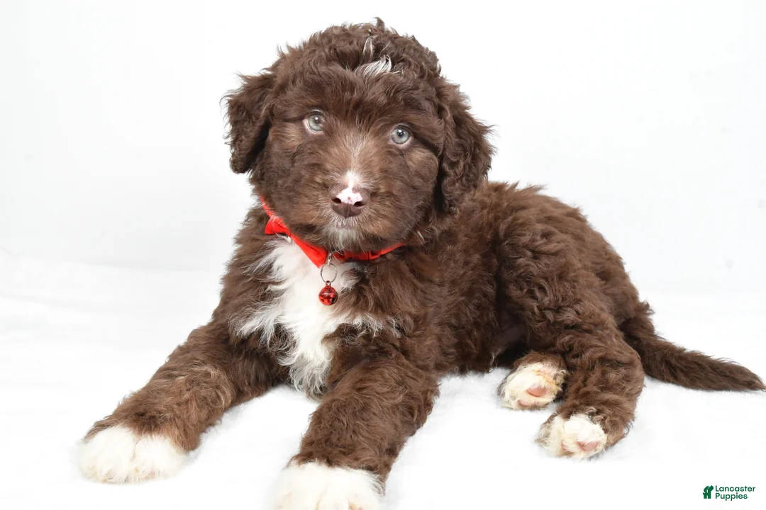 Mini Aussiedoodle dogs for sale: Shadow - Ad 2