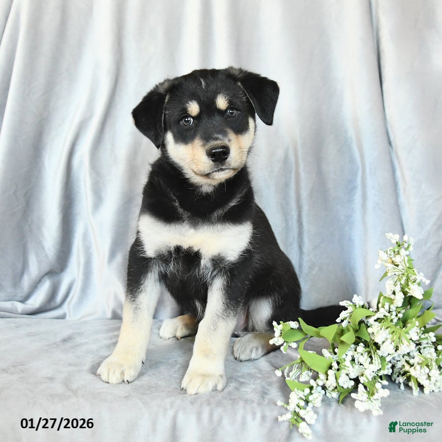 Mixed Breed dogs Felix - Ad 25