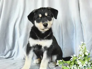 Mixed Breed dogs Felix - Ad 25