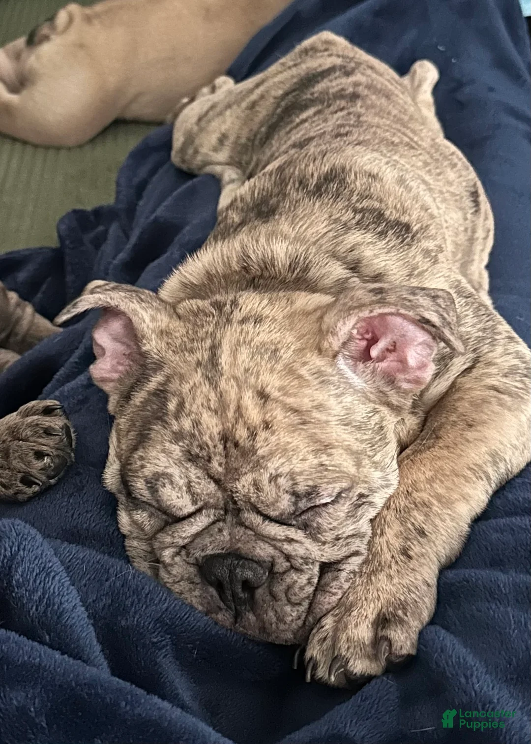 French Bulldog dogs for sale: Junior - Ad 2