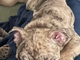 French Bulldog dogs Junior - Ad 30