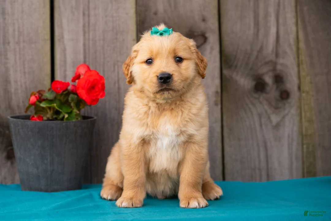 Golden Retriever dogs for sale: Theo - Ad 2