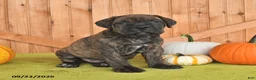 Cane Corso dogs for sale: Buster - Ad 3