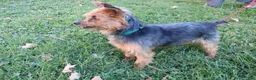 Yorkshire Terrier dogs for sale: Sammy - Ad 11