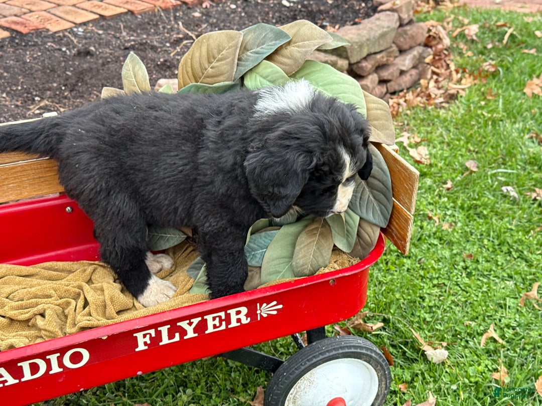 Mixed Breed dogs for sale: Wellington - Ad 8